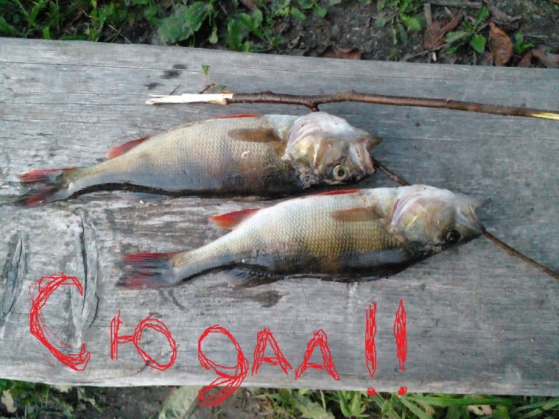 Create meme: fish perch, From fishing, Nara river fishing