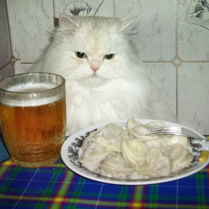 Create meme: cat with beer art, cat with beer meme, cat with beer