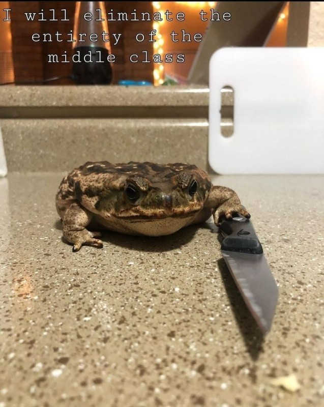 Create meme: toad water carrier, an ordinary toad, big toad