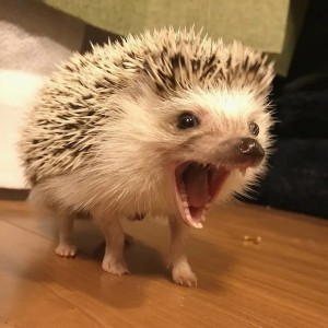 Create meme: pygmy hedgehog, the evil hedgehog, hedgehog