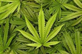 Create meme: marijuana leaf, marijuana , cannabis 