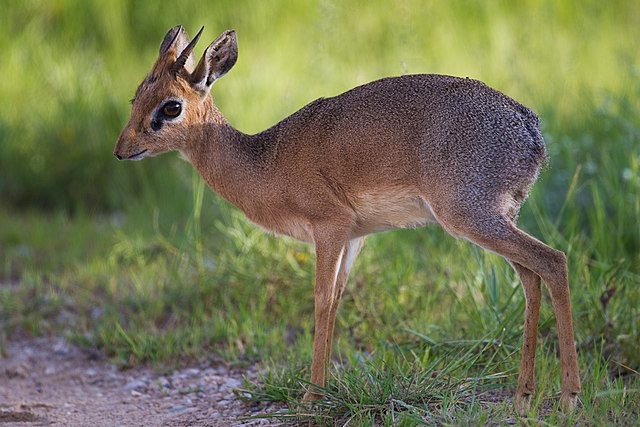 Create meme: antelope dikdik, dwarf antelope, ordinary dikdik