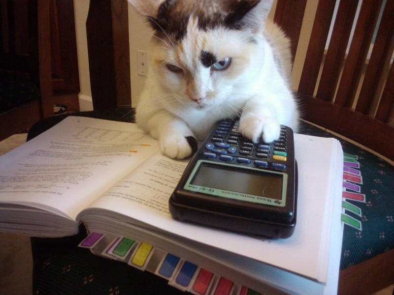 Create meme: cat accountant, a cat with a calculator, a cat with a calculator