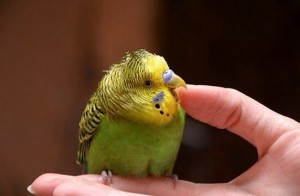 Создать мем: маленькие волнистые попугайчики, волнистый попугайчик зеленый, нахохливаюший волнистый попугай