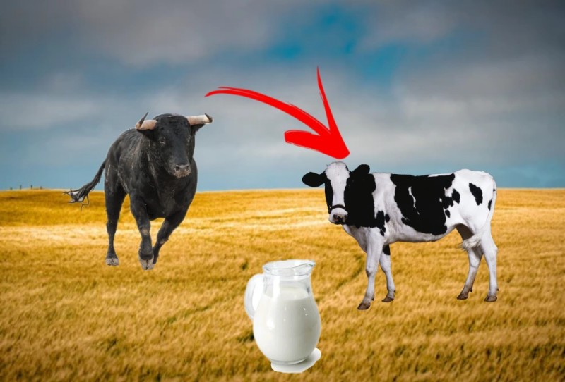 Create meme: animals cow, cows farm, cow and bull