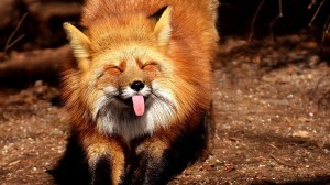 Create meme: animals Fox, Fox funny, Fox