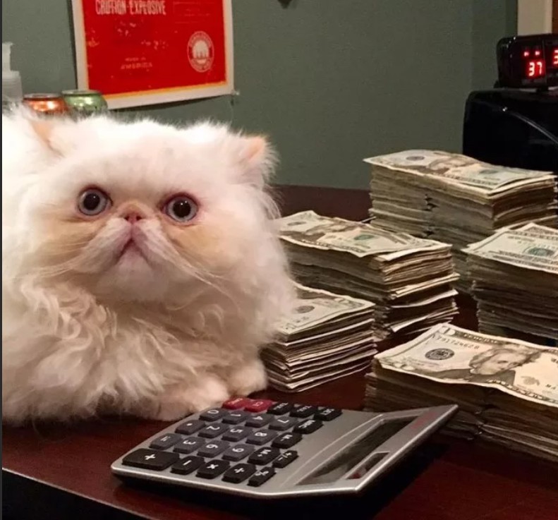 Create meme: Persian cat , the cat is an economist, pekingese cat