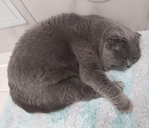 Создать мем: кот серый вислоухий лежит, шотландец вислоухий, шотландский вислоухий кот