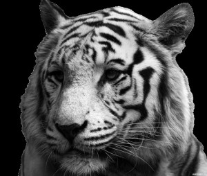 Create meme: Wallpaper mobile tiger black and white, white tiger, tiger avatar