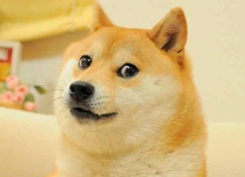 Create meme: Shiba inu dogs, doge , shiba inu