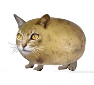 Создать мем: домашние животные, кот, кошка картошка