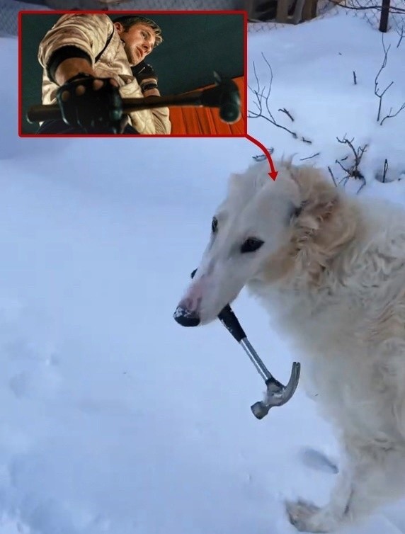 Create meme: russian greyhound dog, greyhound eris dog, russian greyhound