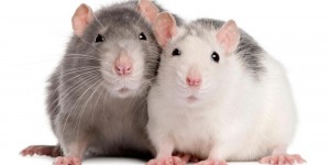 Create meme: pet rat, rat Dumbo