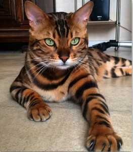 Создать мем: бенгальский кот тигровый окрас, бенгал кошка, бенгальская кошка