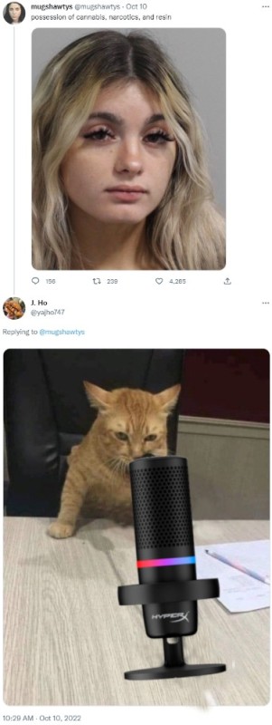 Create meme: cat head, cat with microphone , cat 