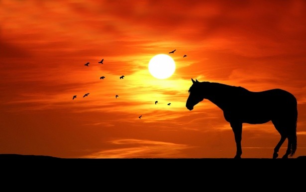 Create meme: At sunset, sunset sunset, horses at dawn