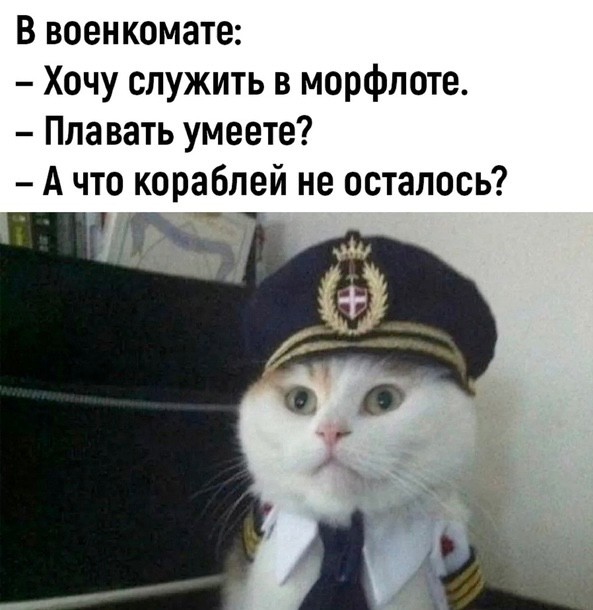 Create meme: Captain cat, Yes my captain is a cat, cat salutes