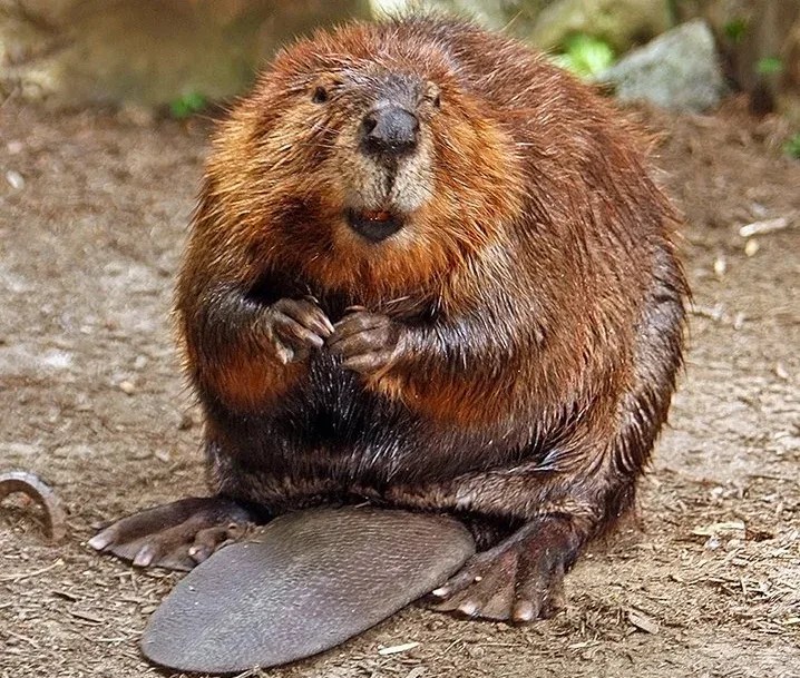 Create meme: beaver , funny beavers, canadian beaver (castor canadensis)