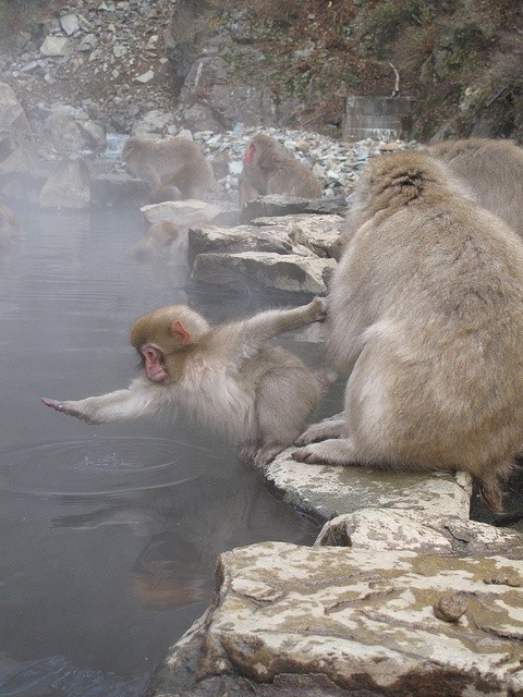 Create meme: Monkey Park, Valley of the Jigokudani Monkeys, jigokudani Monkey Park