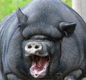 Create meme: boar, fat pig