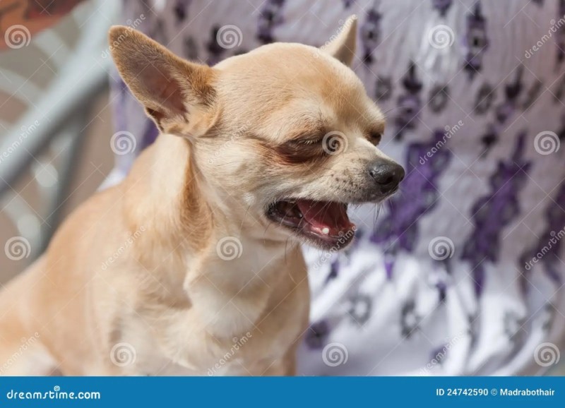 Create meme: sad chihuahua, chihuahua is evil, Chihuahua grin