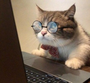 Create meme: smart cat, cat, cute cats funny