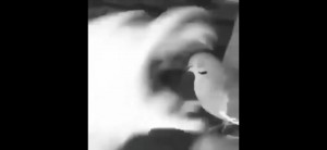 Create meme: bird, pigeons love, blurred image