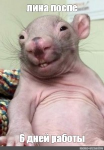 Create meme: bald wombat meme, wombat funny, the baby wombat