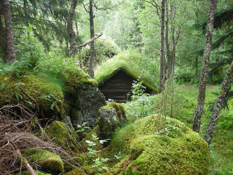 Create meme: green roof, a dugout in the forest, green roof