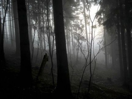 Create meme: mystical forest, dark misty forest, dark forest