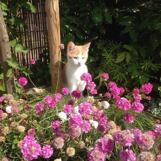 Create meme: A cat in the garden, cats and flowers, cat in flowers