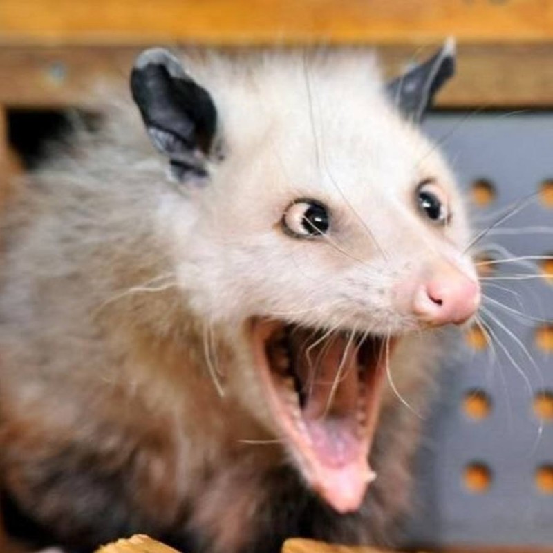 Create meme: heidi 's possum, Virginia opossum, female possum