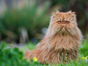 Создать мем: персидская длинношерстная кошка, длинношёрстная персидская кошка рыжий, персидский кот