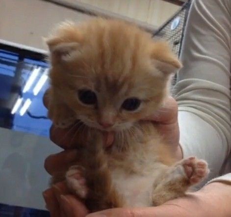 Create meme: kitty boy, lop-eared kitten, cute kittens