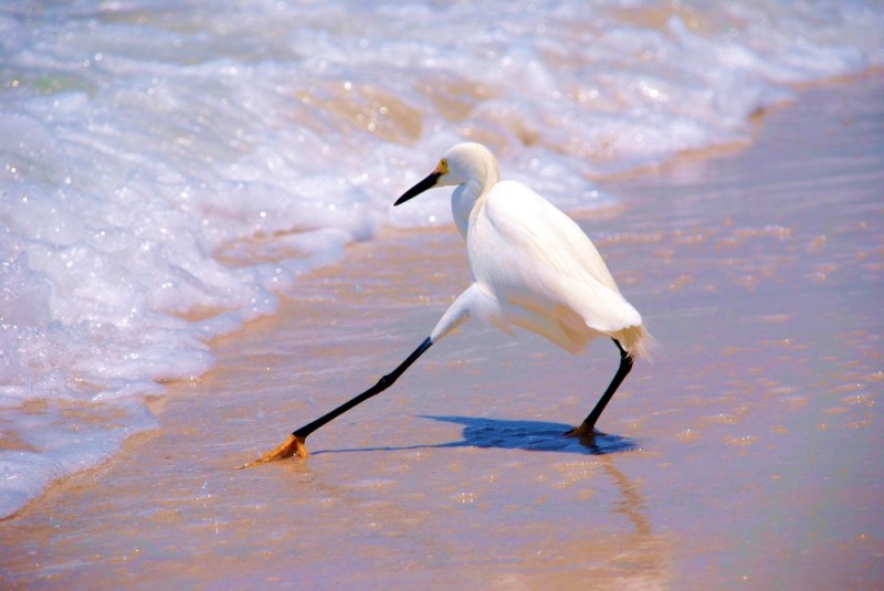 Create meme: Heron , white American egret, great white egret 