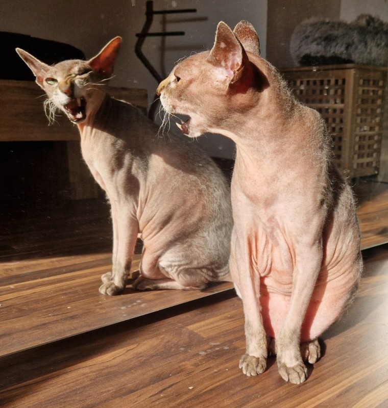 Create meme: Sphinx , Sphynx cat , Sphynx