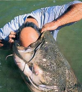 Create meme: terrible catfish fish, catfish meme catfish, giant catfish chiliboy