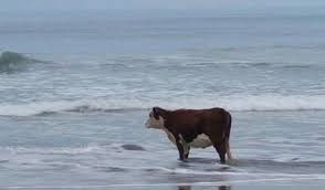 Create meme: animals , cow on the seashore, dog 