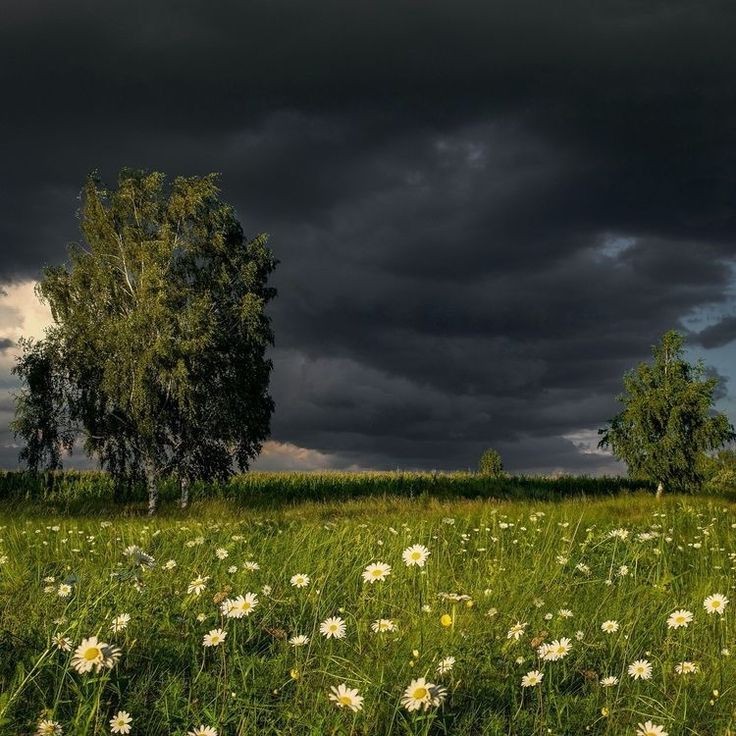 Create meme: after a thunderstorm, the sky before a thunderstorm, rain in the field