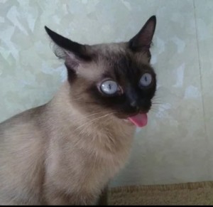 Create meme: funny cat, broken cat, cat with tongue hanging out