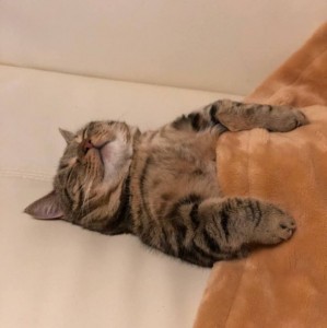 Create meme: sleepy cat, cat, cat