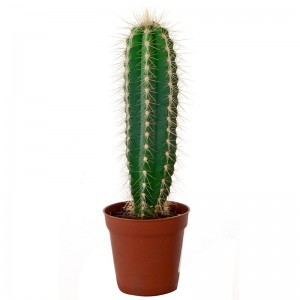 Create meme: large cactus, cactus mix, cactus in a pot