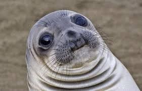 Create meme: fatty seal, seal funny, meme Navy seal