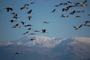 Create meme: migratory birds, Cranes, bird migration