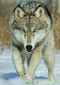 Create meme: Siberian wolf, Northern wolf, wolf wolf wolf meme