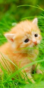 Создать мем: котята милые, котик, маленький рыжий котенок