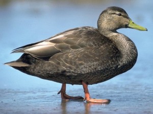 Создать мем: птицы, mallard, black duck