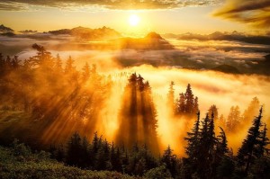 Create meme: beautiful dawn, dawn, sunset in the forest