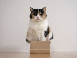 Create meme: cats, cat, cat in box