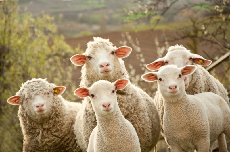 Create meme: farm sheep, a flock of sheep , sheep sheep
